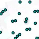 Colored-Polystyrene-Microspheres