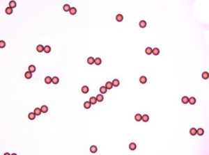 Colored-Polystyrene-Microspheres