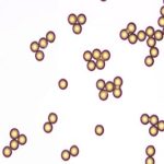 Colored-Polystyrene-microspheres