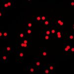 Fluorescent-Polystyrene-Microspheres