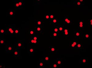 Fluorescent-Polystyrene-Microspheres