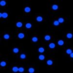 Fluorescent-polystyrene-microspheres